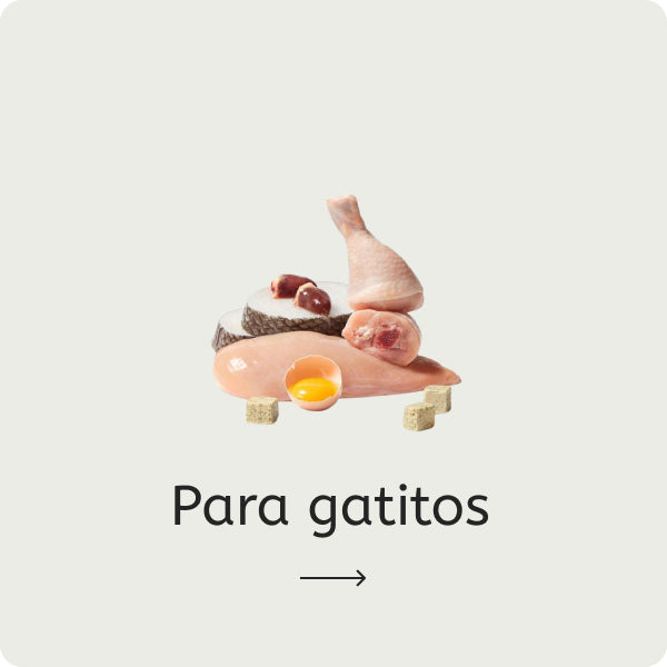 Para gatitos
