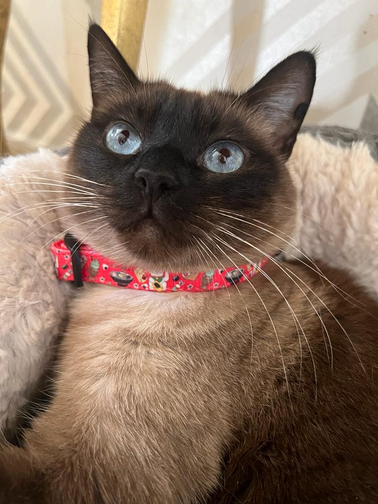 Collar Ajustable Tokio