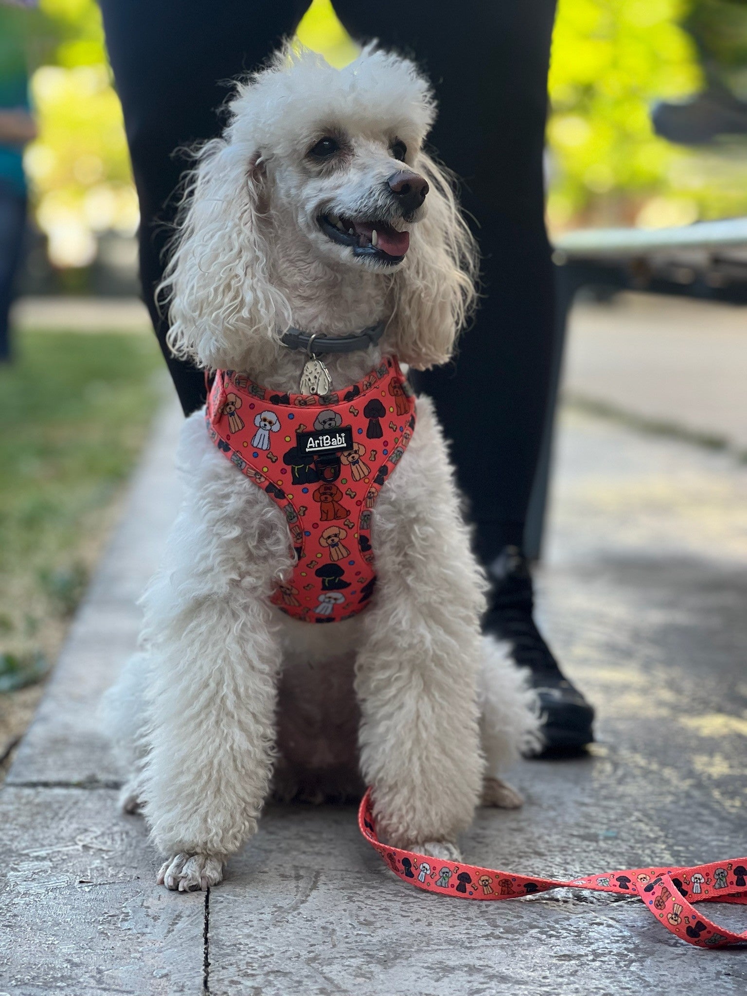 Arnés Ajustable Caniches