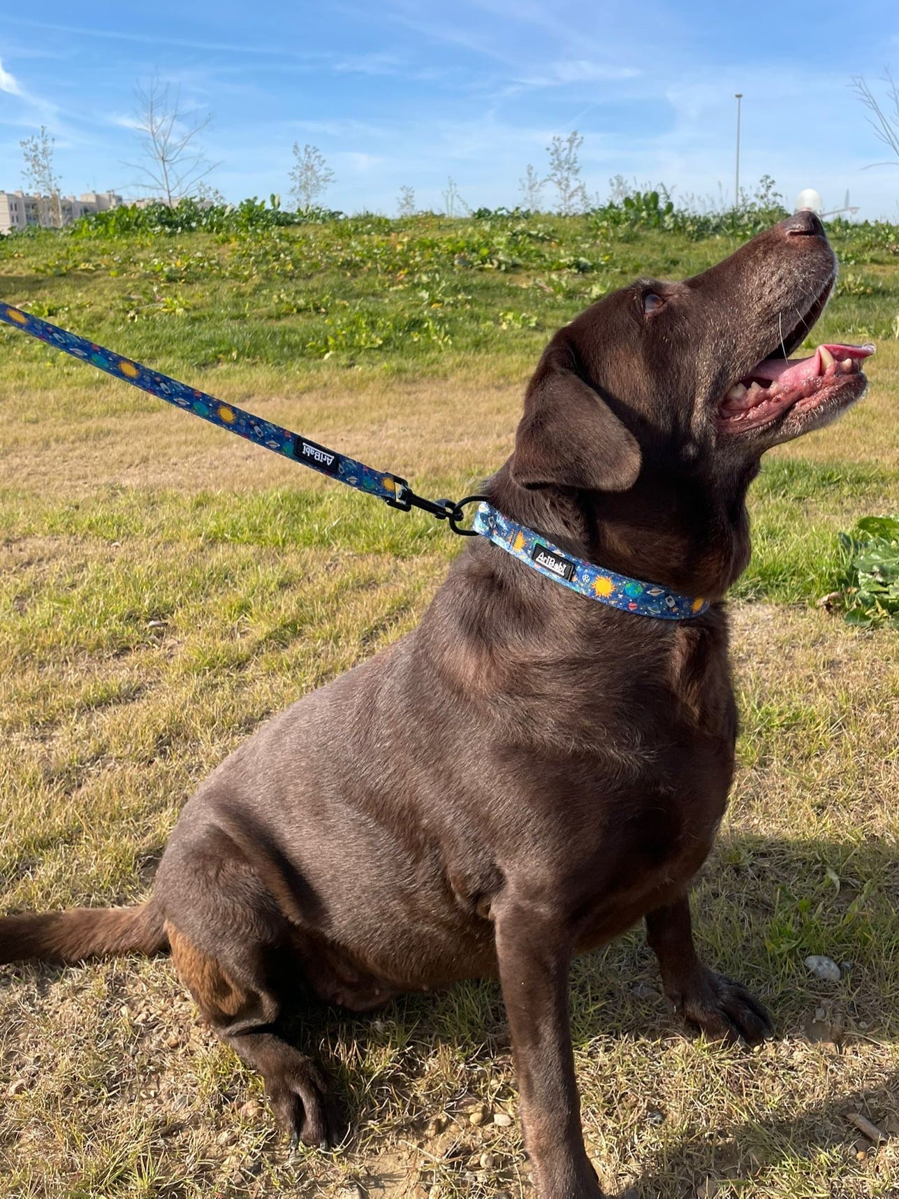 Collar Ajustable Laika