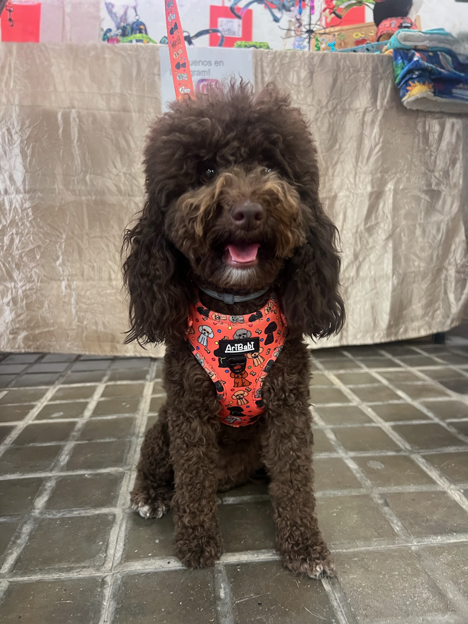 Arnés Ajustable Caniches