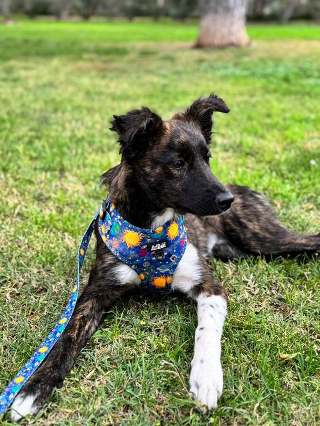 Arnés Ajustable Laika