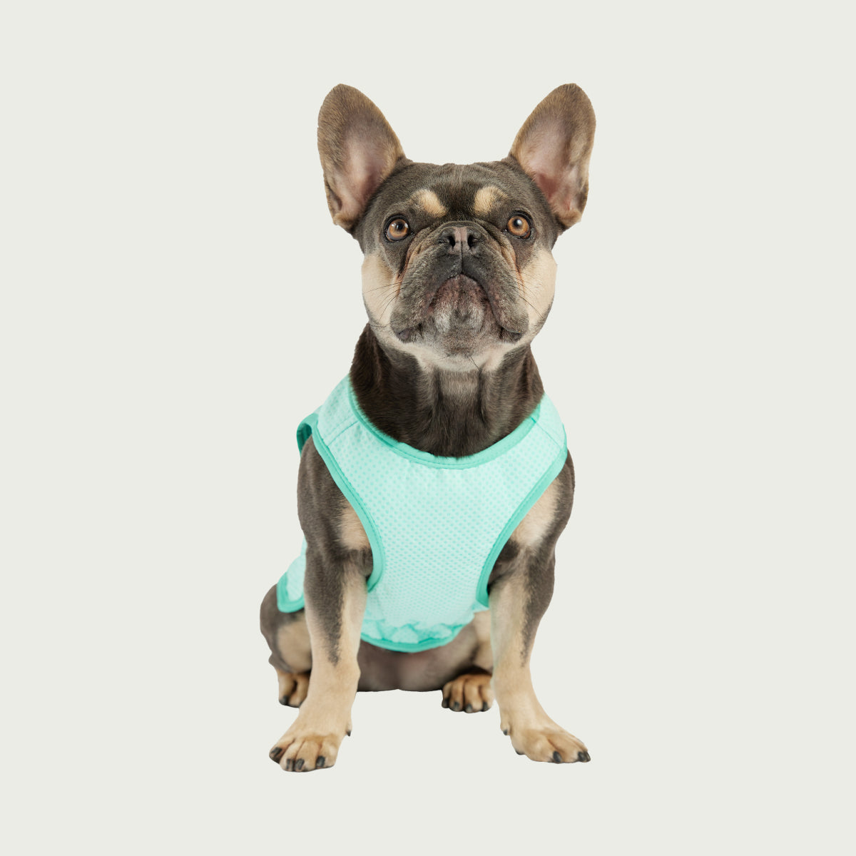 Chaleco Refrescante para Perros Ice Vest® | GF Pet de Canadá | Aqua Claro