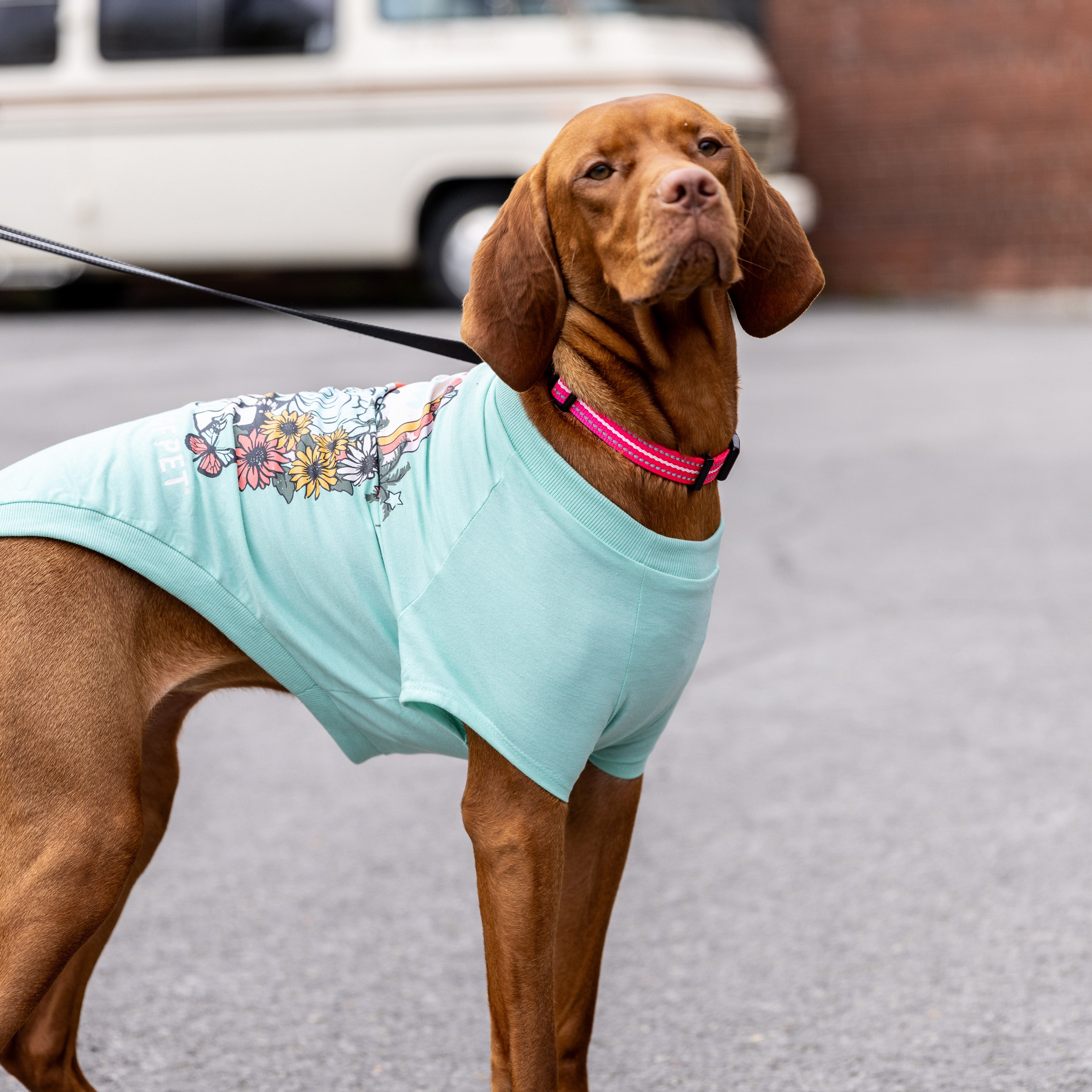 Cool & Chic | Set Premium de Enfriamiento de Verano | Perro Mediano