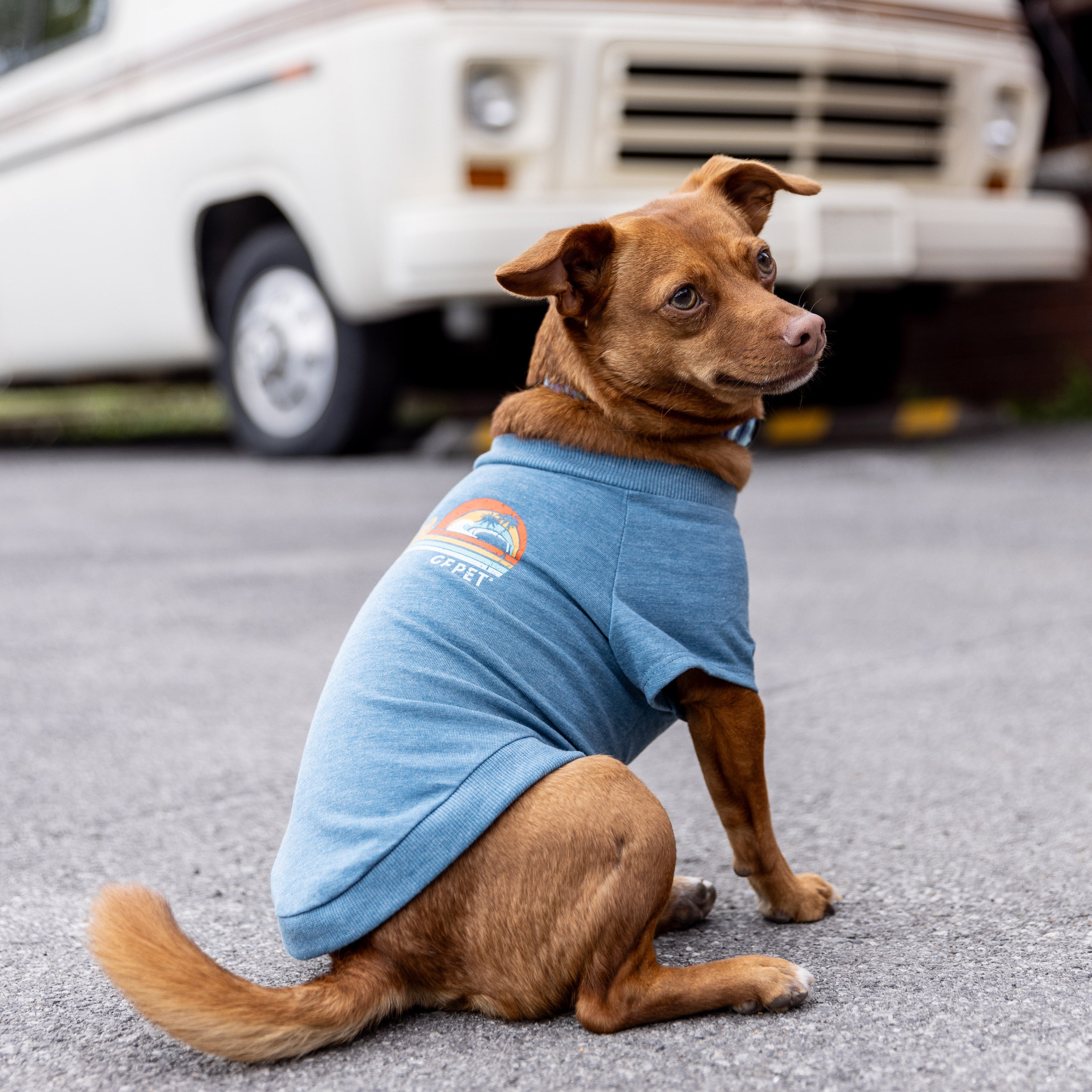 Kit Refrescante para Paseos de Verano | Perro Mediano