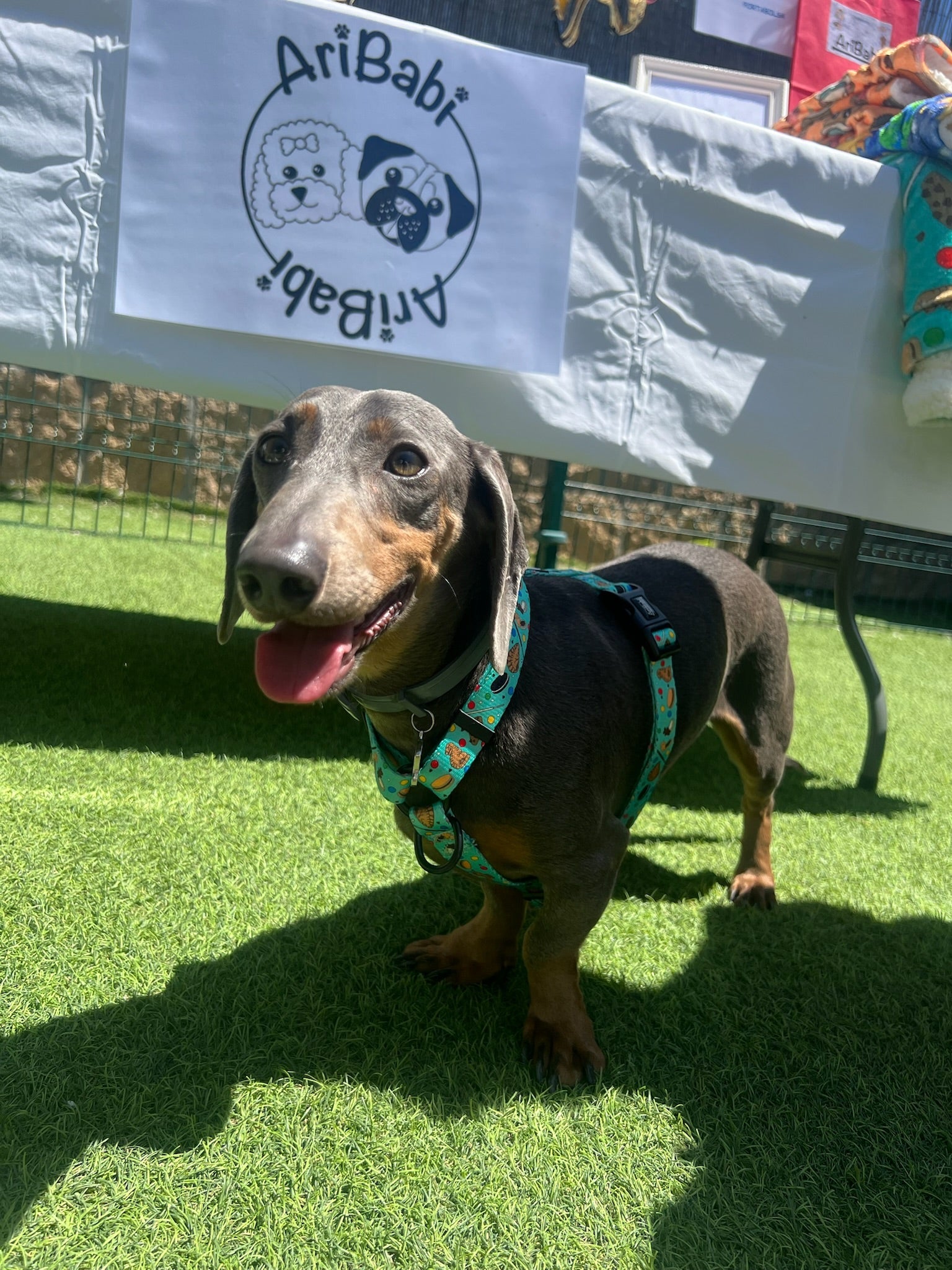 Arnés Clásico Ajustable Cookies