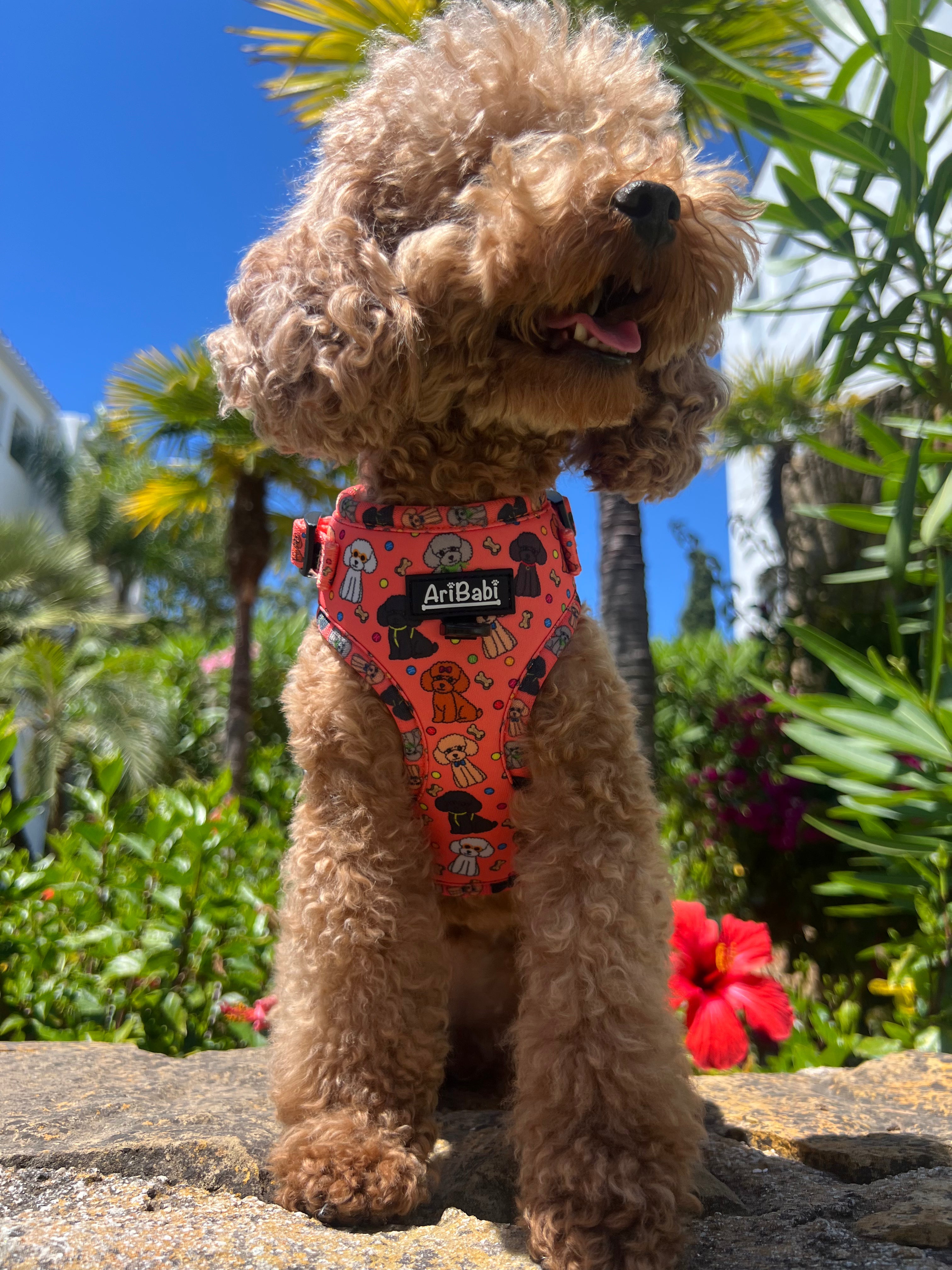 Arnés Ajustable Caniches