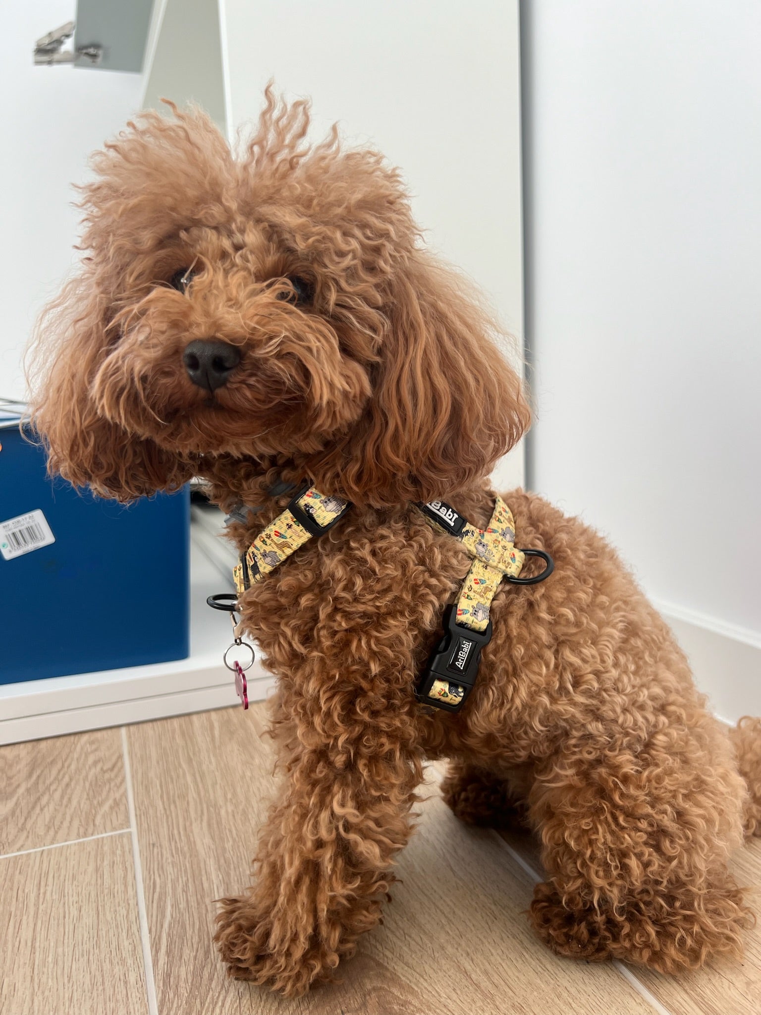 Arnés Clásico Ajustable Kenia