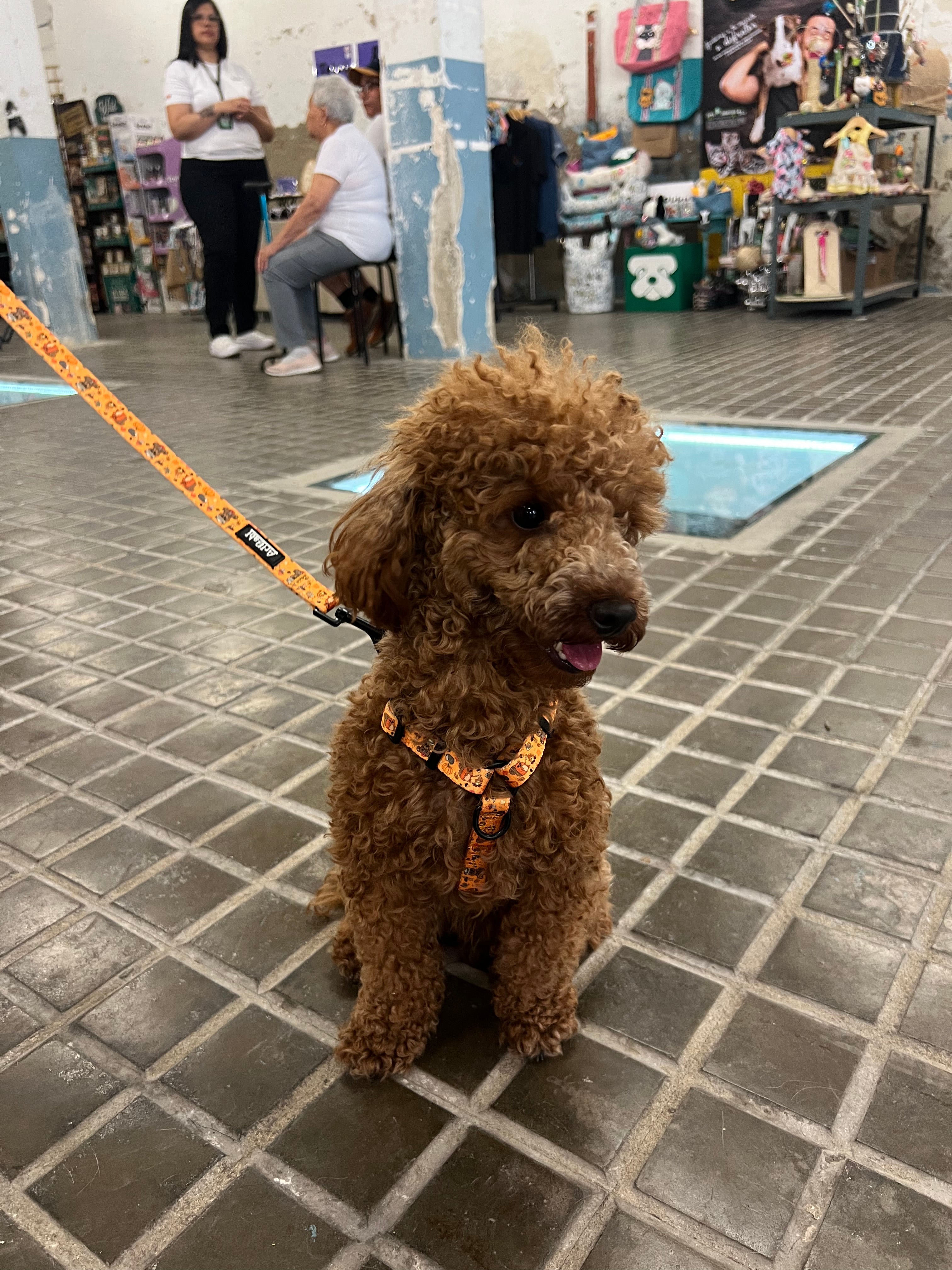 Correa Estampada Yosemite