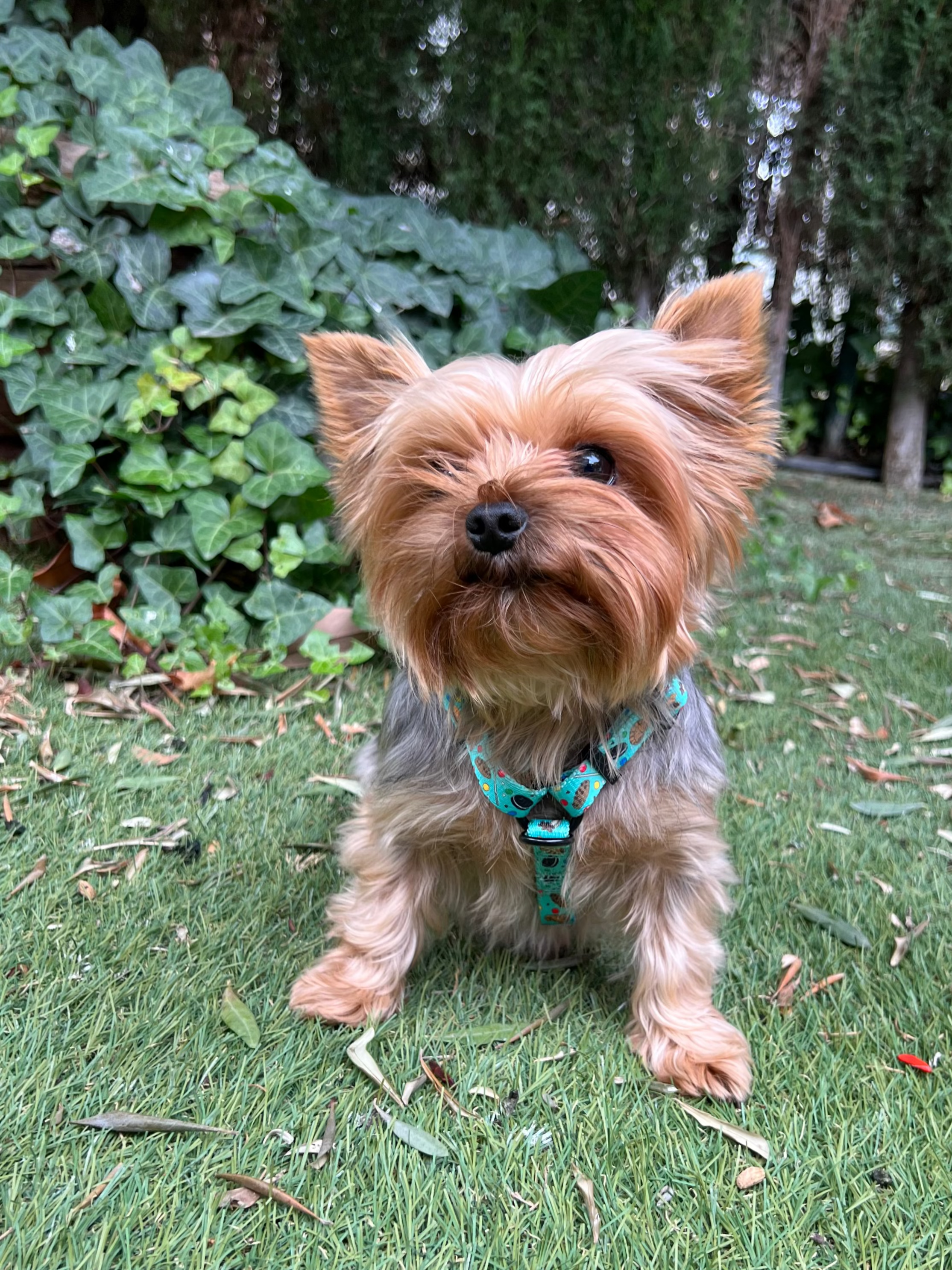 Arnés Clásico Ajustable Cookies