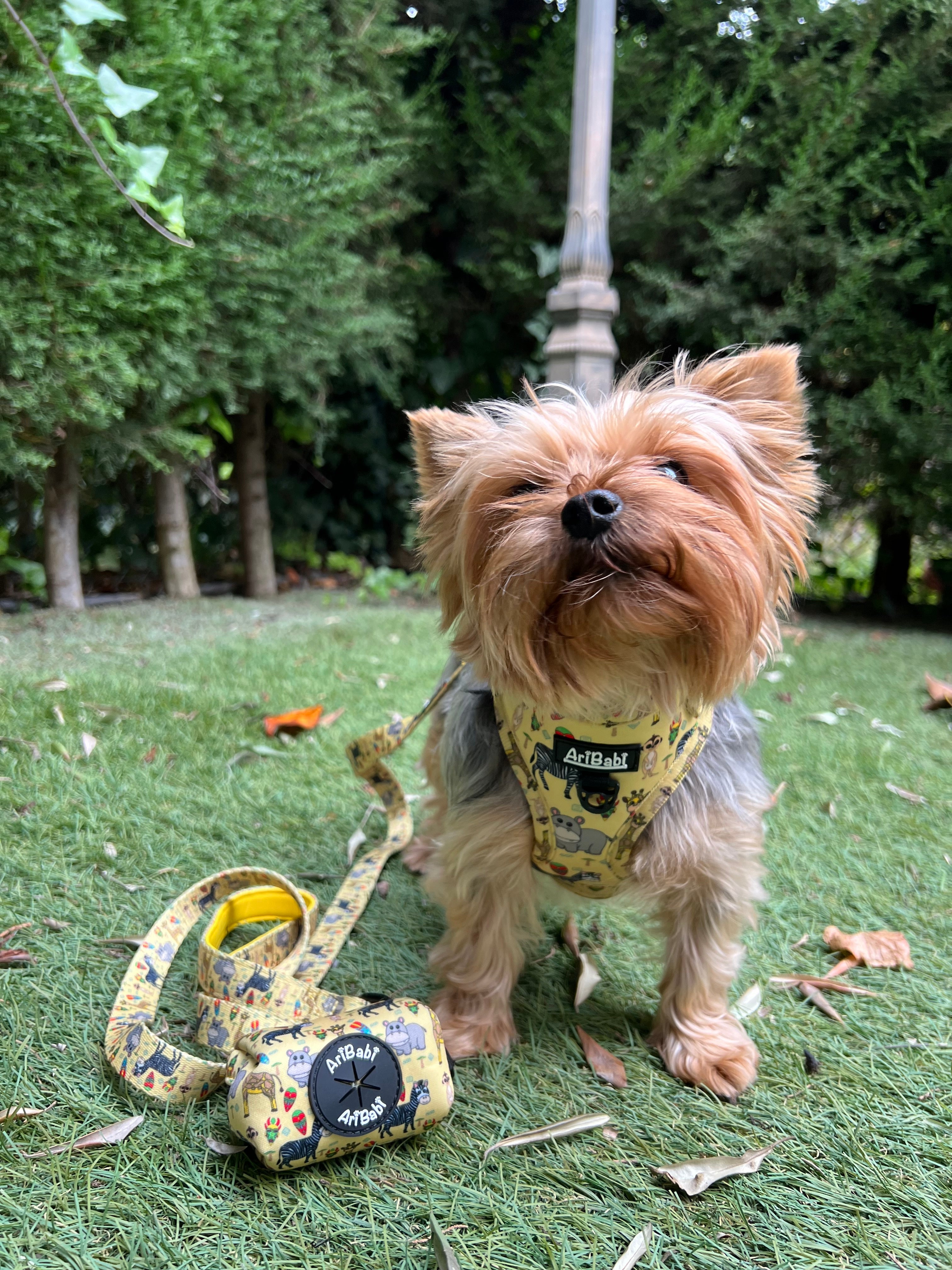 Correa Estampada Kenia