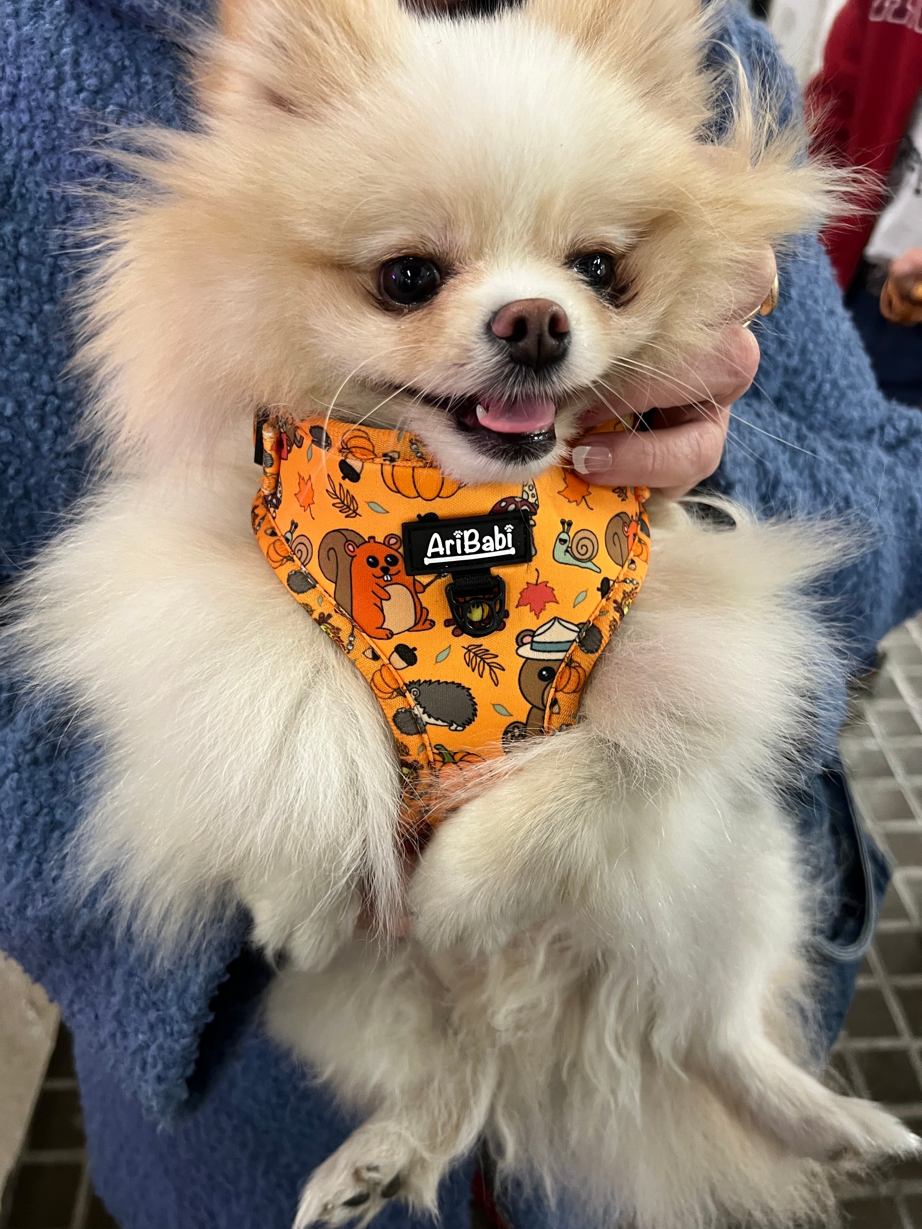 Arnés Ajustable Yosemite