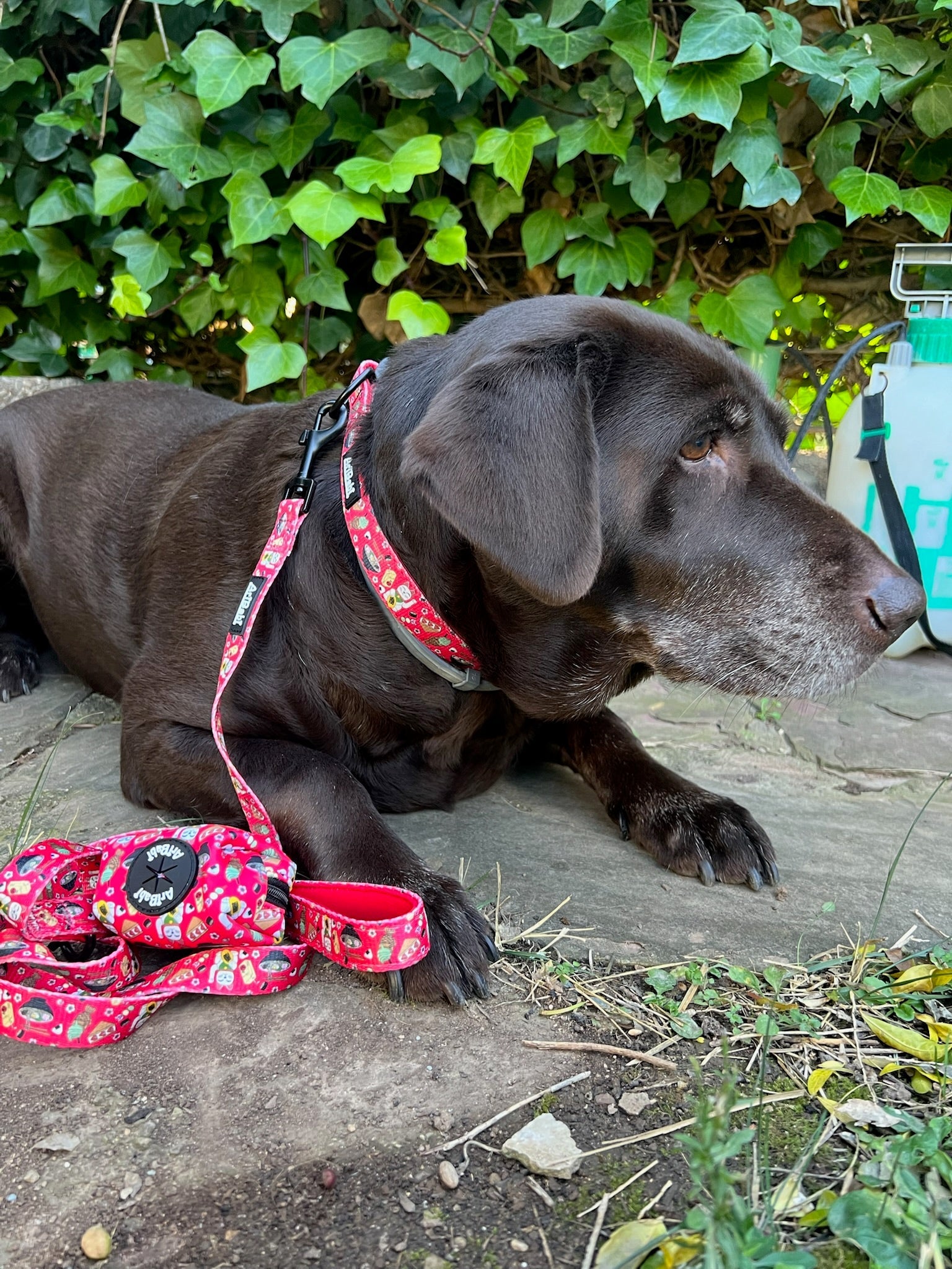 Collar Ajustable Tokio