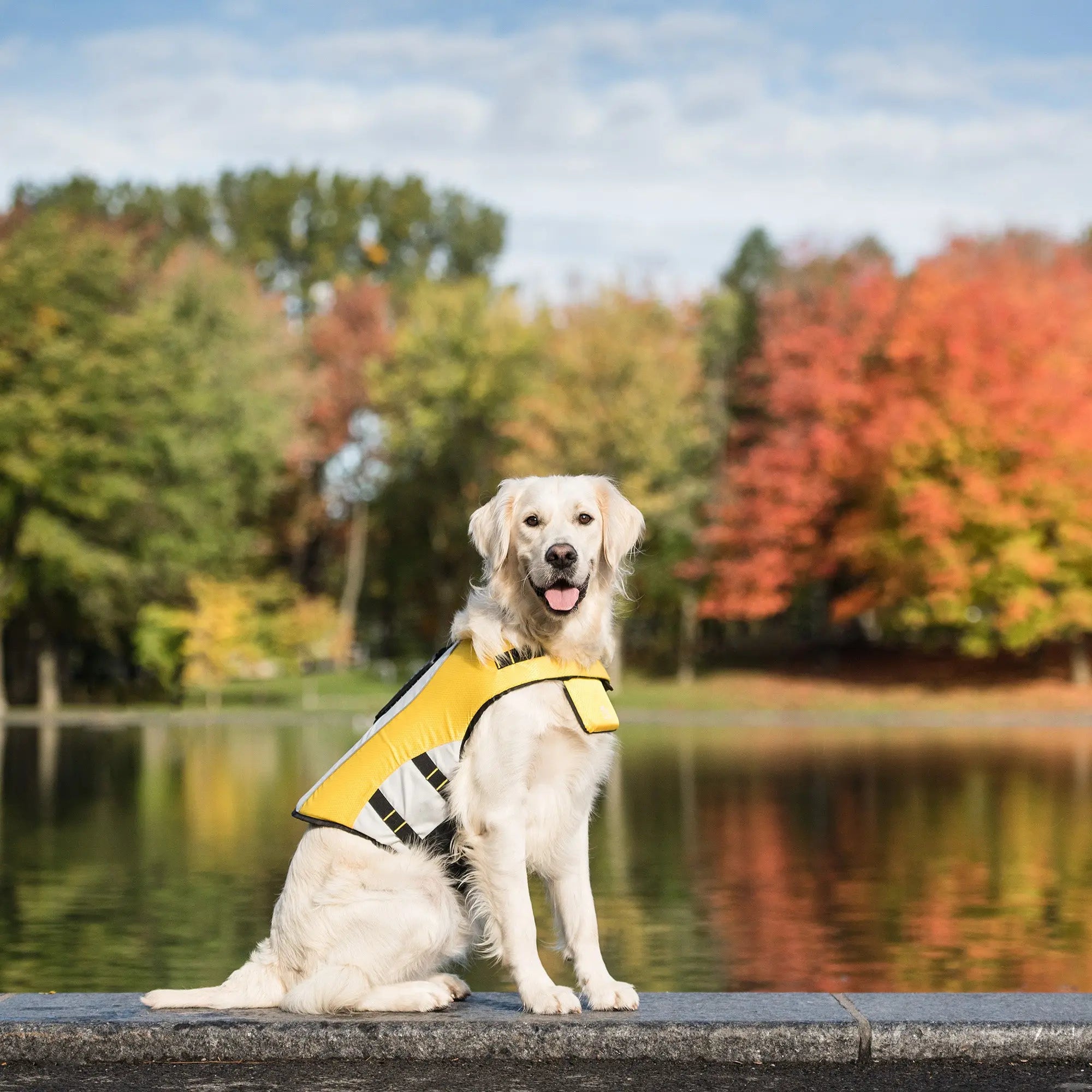 Chaleco Salvavidas para Perros | Amarillo 🛟🐶