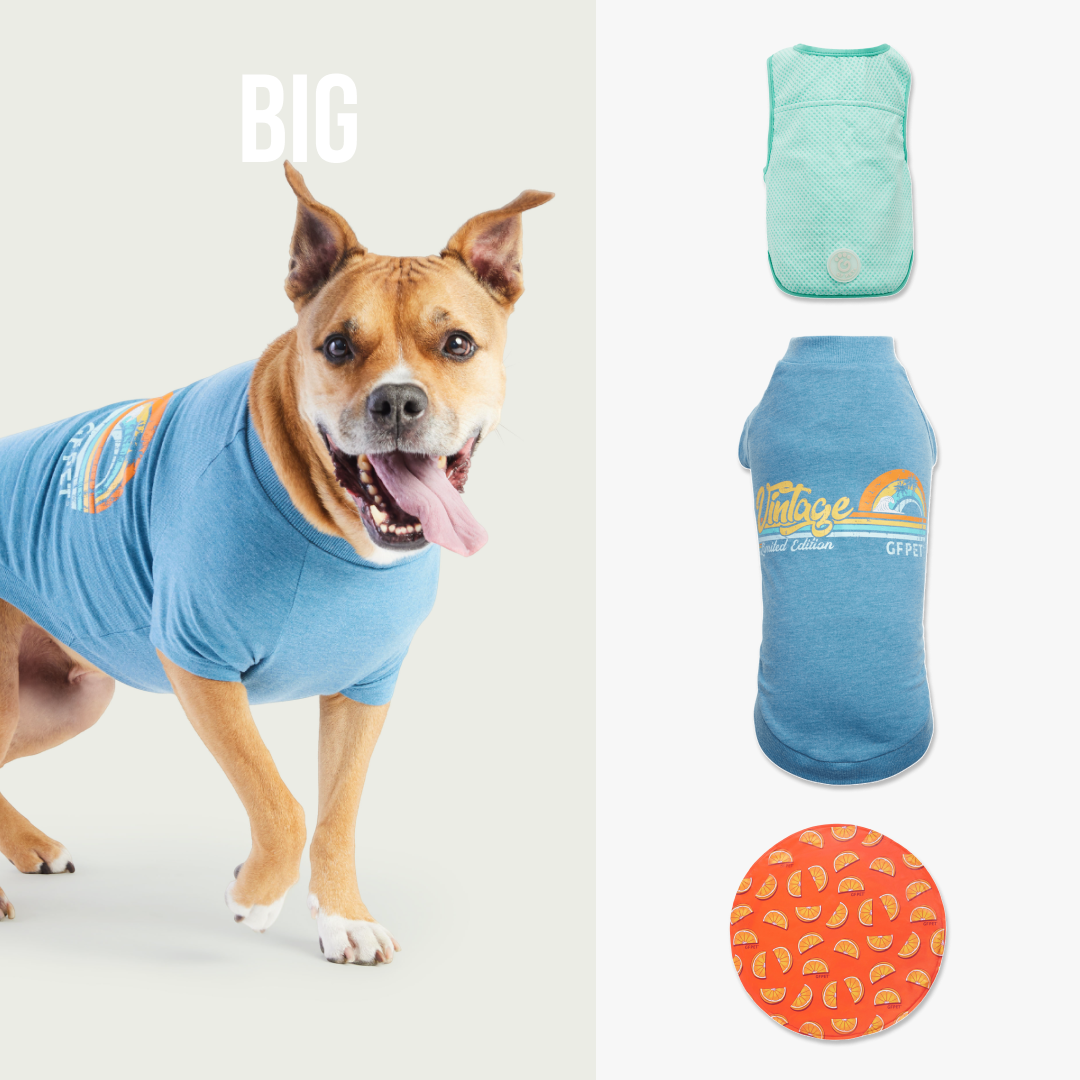 Kit Refrescante para Paseos de Verano | Perro Grande