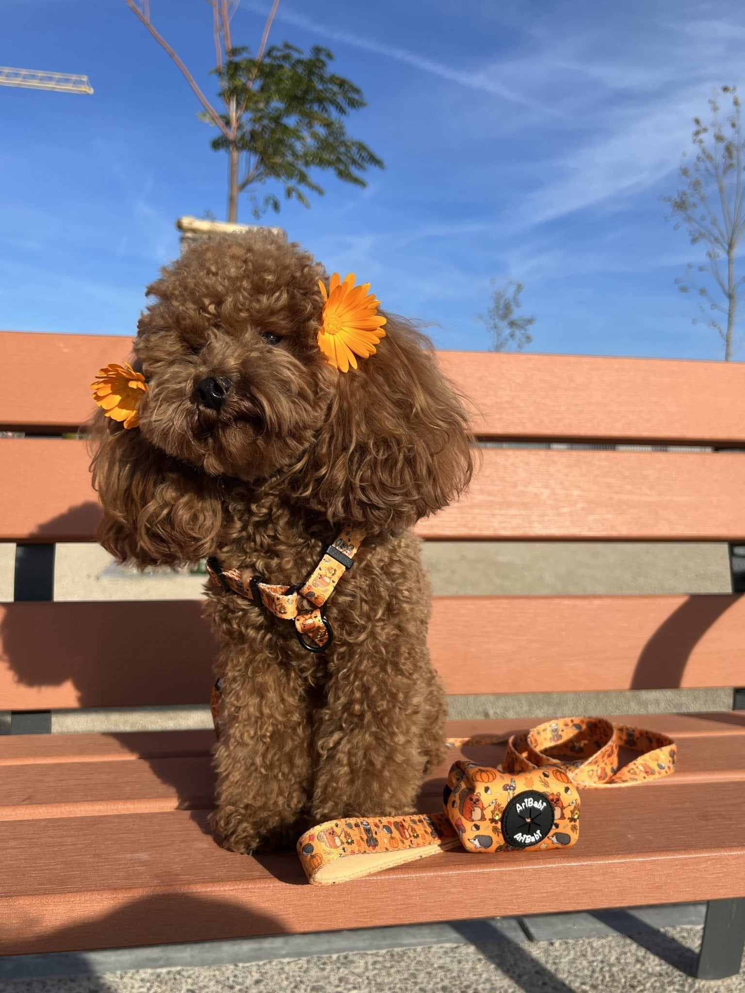 Correa Estampada Yosemite