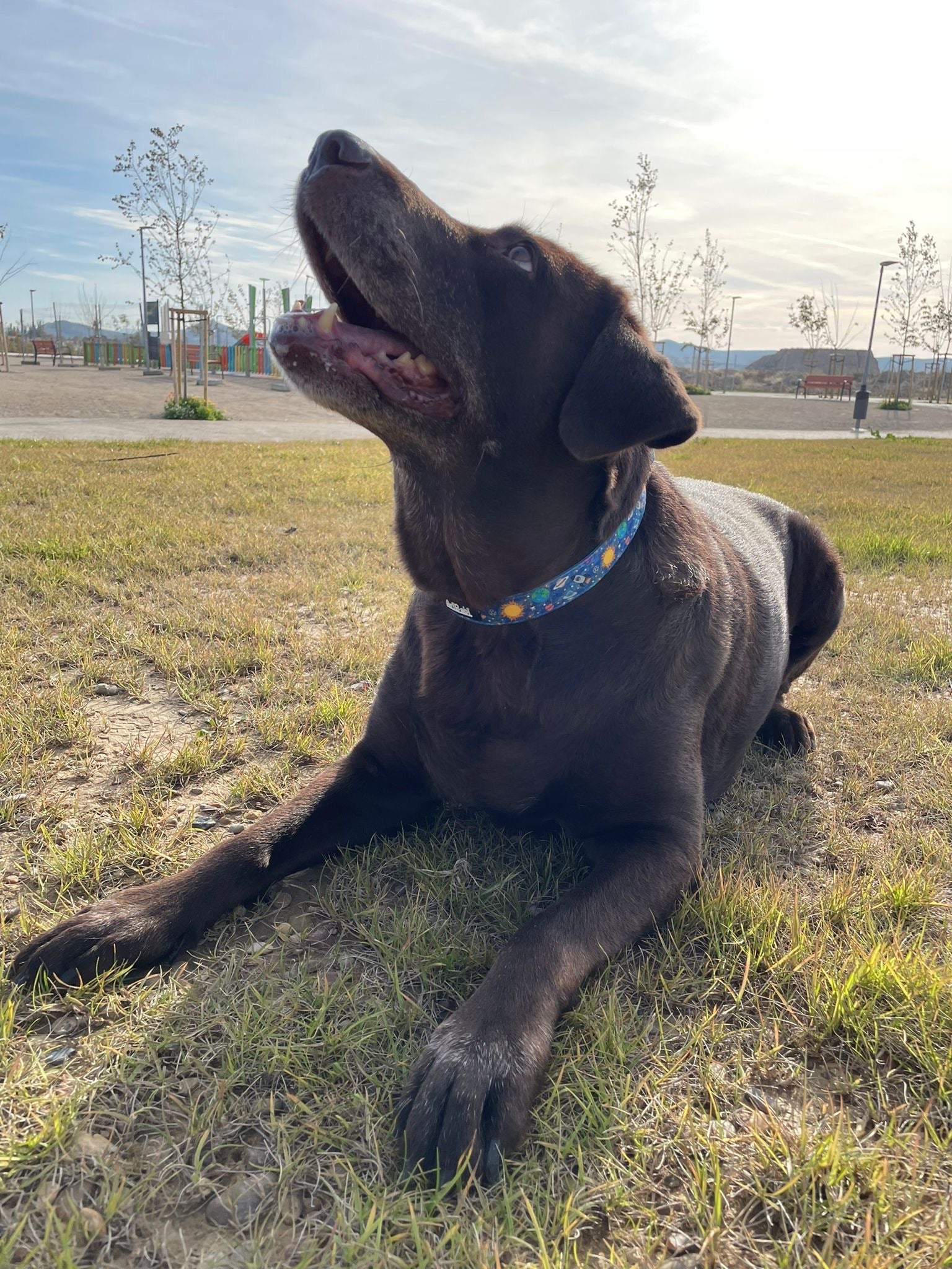 Collar Ajustable Laika