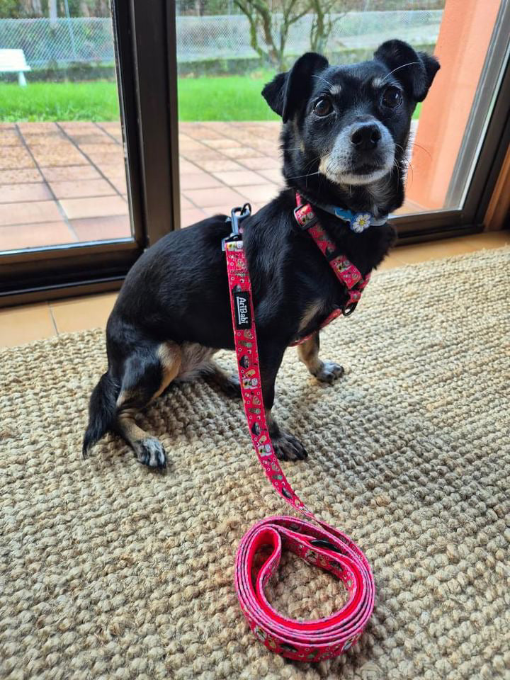 Correa Estampada Tokio