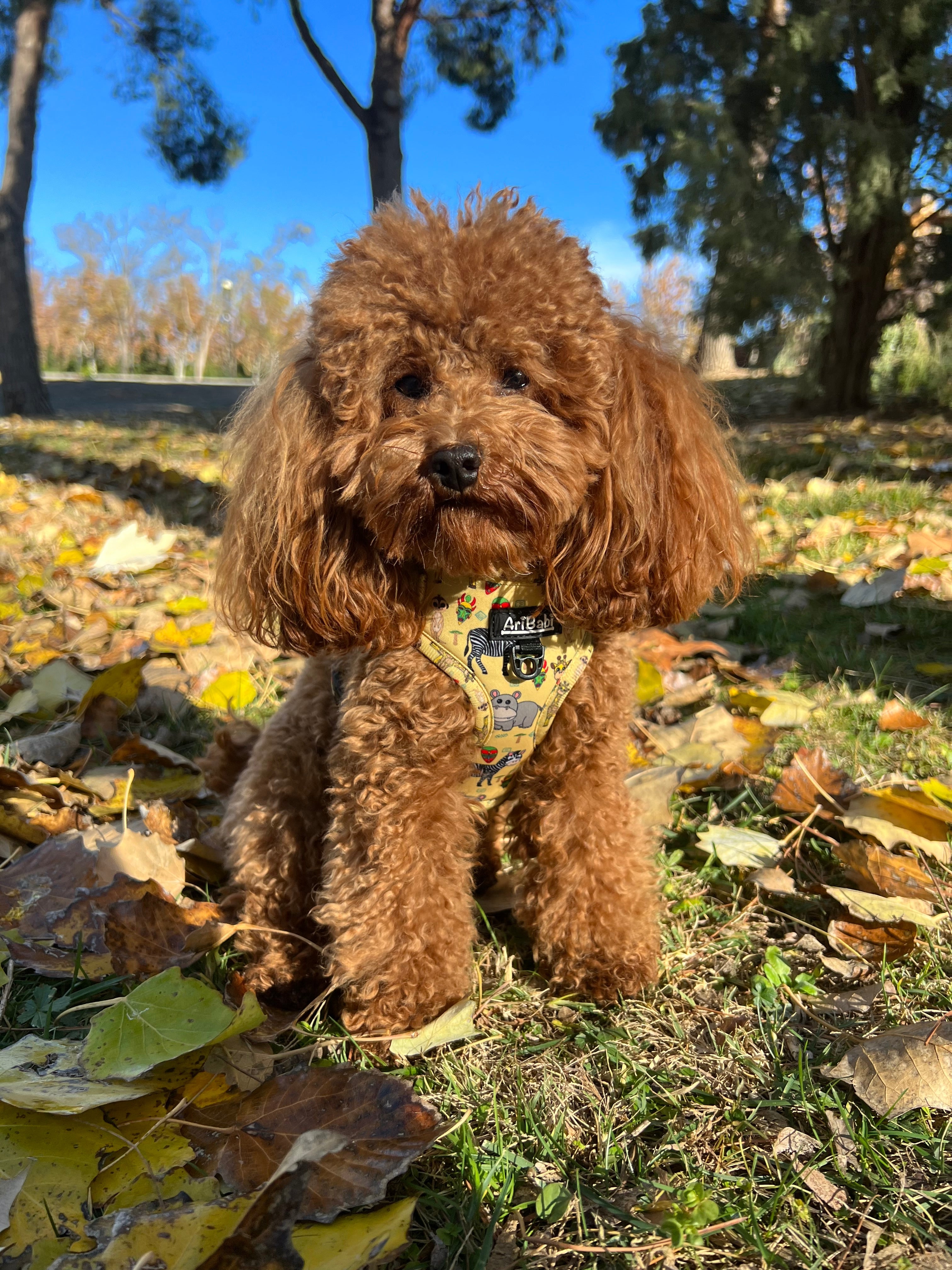 Arnés Ajustable Kenia